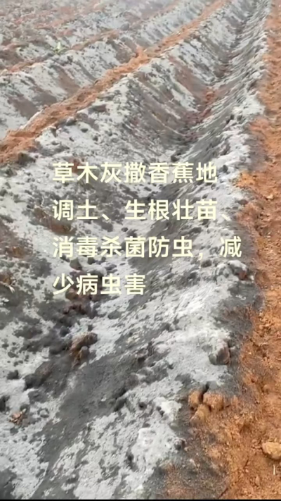 [太阳]纯植物草木灰源头厂家，草木灰广泛适用于各类农作物，是性价比很高的有机肥