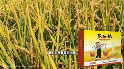 多石粮-谷物小分子有机酸，田间表现。
剑叶挺拔，灌浆饱，千粒重，上粮快。