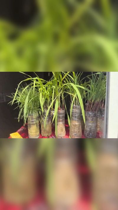 微生物菌剂，出厂前每克添加5亿微生物。最新实验生根育苗，保证不烧苗，促进毛细根增长，抑制病虫害，疏松土壤，保水保肥。近期需要用肥的老板提前联系，19331068337微信同步。