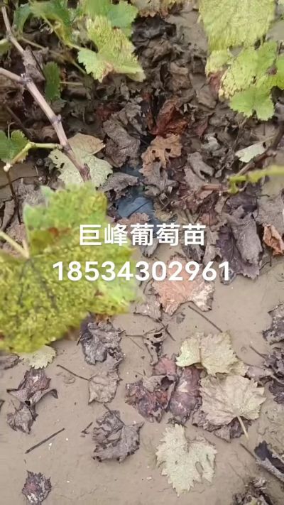 巨峰葡萄苗，一年扦插苗，苗圃基地直销！需要联系18534302961