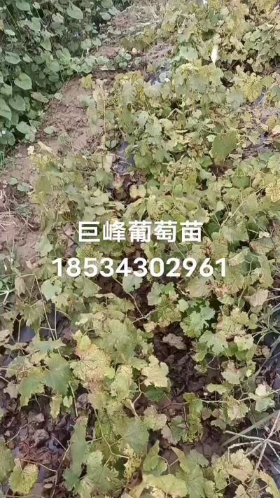 出售早熟巨峰葡萄苗。药用连翘苗，科研五号优质种苗，2/5年苗，药用连翘树，挂果树，全国包邮到家！财富密码18534302961
