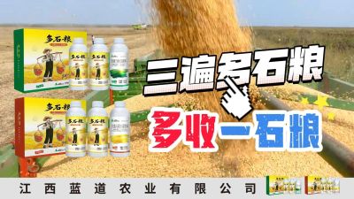 冬季种植，油菜，小麦，草莓等作物的，出现了除草剂药害，黄叶，僵苗，苗不长等问题，马上用多石粮，确保5天见到效果。