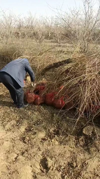 出售药用连翘苗，科研五号优质种苗，2/5年苗，药用连翘树，挂果树，全国包邮到家！财富密码18534302961出售药用连翘苗，科研五号优质种苗，2/5年苗，药用连翘树，挂果树，全国包邮到家！财富密码1
