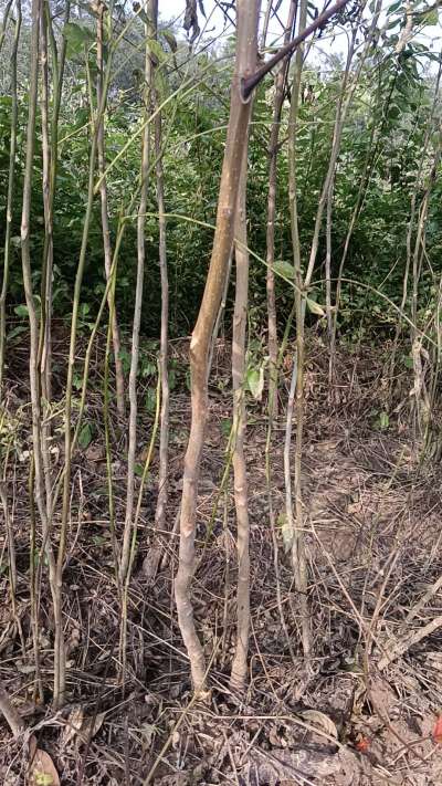 出售臭椿苗，巨峰葡萄苗。药用连翘苗，科研五号优质种苗，2/5年苗，药用连翘树，挂果树，全国包邮到家！财富密码18534302961