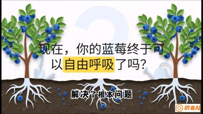 第3节：别把树&ldquo;憋死&rdquo;&mdash;&mdash;正确的定植与换盆手法,   课程：《蓝莓&ldquo;高产&rdquo;实战课：从选苗到丰收的10个关键点》