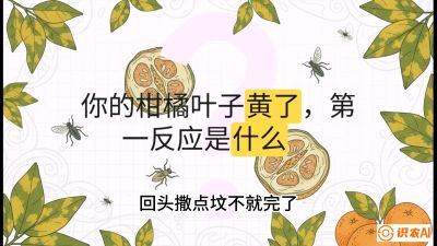 第一节：保命生死线&mdash;&mdash;黄龙病与木虱，课程：《柑橘十大病虫害：从入门到精通》