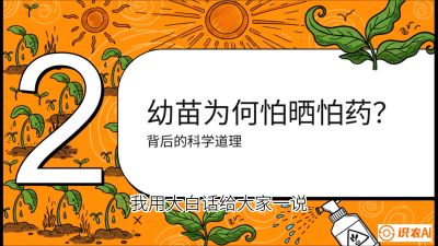 第02节：幼树管理&mdash;&mdash;&ldquo;防晒又防草，树势起得早&rdquo;，课程：《槟榔种植：从不懂到精通的10堂必修课》