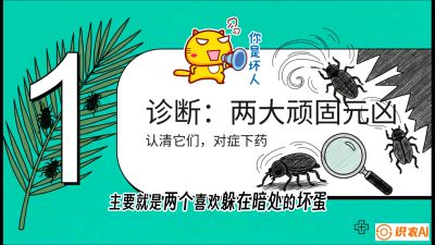 第06节：顽固虫害防治&mdash;&mdash;&ldquo;钻心虫与红蜘蛛，打准时间才服输&rdquo;《槟榔种植：从不懂到精通的10堂必修课》