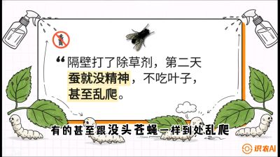 第05节：养蚕人的&ldquo;排雷战&rdquo;&mdash;&mdash;除草剂的生死禁忌，课程：《桑海淘金：桑树高产与蚕桑安全进阶实战课》