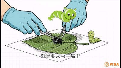 第07节：虫口夺叶（下）&mdash;&mdash;不得不打药时的&ldquo;解毒术&rdquo;，课程：《桑海淘金：桑树高产与蚕桑安全进阶实战课》