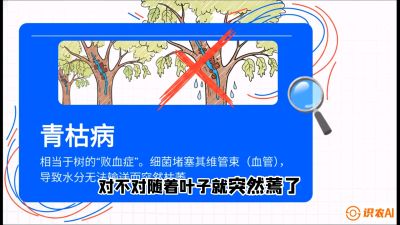 第08节：看不见的杀手&mdash;&mdash;青枯病与萎缩病，课程：《桑海淘金：桑树高产与蚕桑安全进阶实战课》