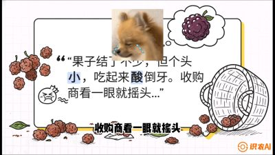 第10节：甜蜜的科学&mdash;&mdash;膨大、增甜与转色，课程：《桑海淘金：桑树高产与蚕桑安全进阶实战课》