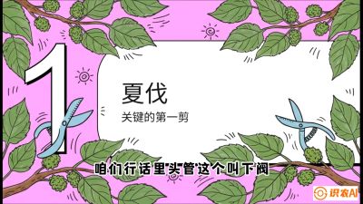 第11节：叶果双收&mdash;&mdash;特殊的夏伐与冬伐，课程：《桑海淘金：桑树高产与蚕桑安全进阶实战课》