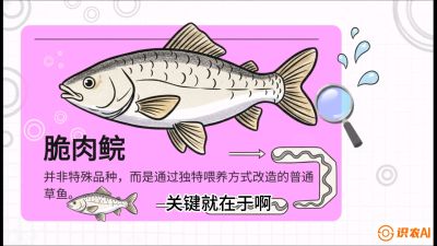 第六节：【老品升级&middot;脆肉鲩】如何让草鱼身价翻倍？，课程：《黄金鳞甲：2025中国淡水鱼高效养殖实战营》