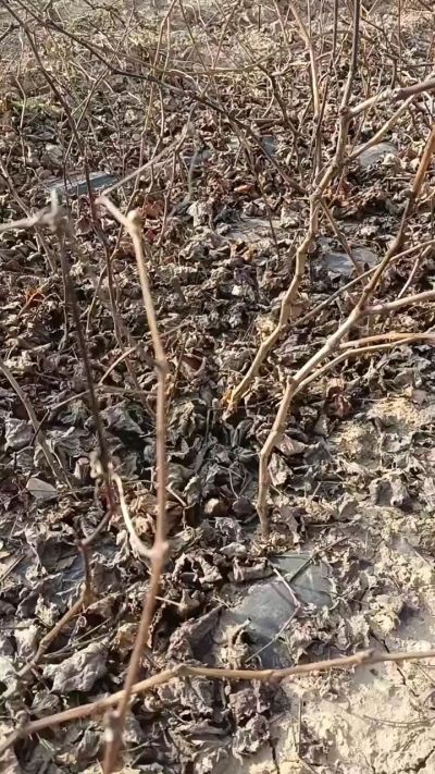 出售巨峰葡萄苗。药用连翘苗，科研五号优质种苗，2/5年苗，药用连翘树，挂果树，全国包邮到家！财富密码18534302961