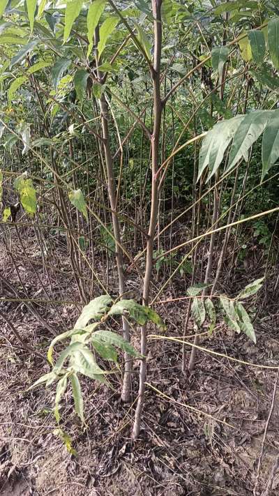 臭椿树苗，一年苗，需要联系我