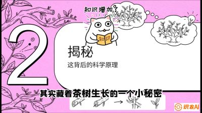 第04节（修剪篇）：树势复活术：从&ldquo;越剪越弱&rdquo;到&ldquo;枝繁叶茂&rdquo;的能量管理与夏秋茶逆袭，课程：《茶金时代：从&ldquo;看天吃饭&rdquo;到&ldquo;精准控局&rdquo;的茶叶高产提质实战课》