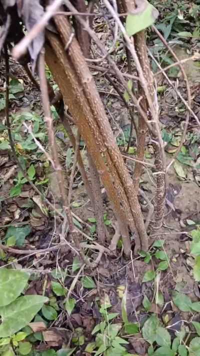 出售药用连翘苗，科研五号优质种苗，2/5年苗，药用连翘树，挂果树，全国包邮到家！财富密码18534302961出售药用连翘苗，科研五号优质种苗，2/5年苗，药用连翘树，挂果树，全国包邮到家！财富密码1