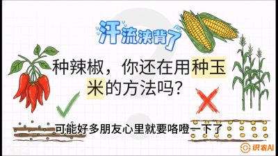 第1节：【品种定江山】工业辣椒vs小米辣：底肥公式与密度陷阱的&ldquo;百万生意经&rdquo;，课程：《辣椒种植实战特训营，从工业辣椒到精品小米辣，教你如何把&ldquo;草&rdquo;种成&ldquo;金&rdquo;》