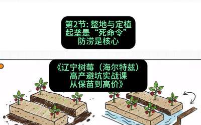 第二节： 整地与定植&mdash;&mdash;起垄是&ldquo;死命令&rdquo;，防涝是核心，课程：《辽宁树莓（海尔特兹）高产避坑实战课：从保苗到高价》
