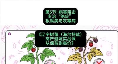 第五节： 病害阻击&mdash;&mdash;专治&ldquo;绝症&rdquo;根腐病与灰霉病，课程：《辽宁树莓（海尔特兹）高产避坑实战课：从保苗到高价》