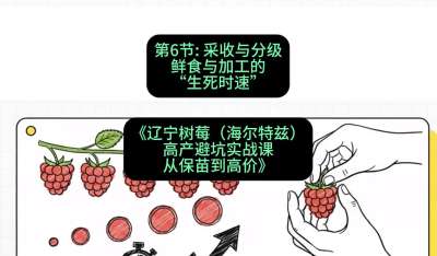 第六节： 采收与分级&mdash;&mdash;鲜食与加工的&ldquo;生死时速&rdquo;，课程：《辽宁树莓（海尔特兹）高产避坑实战课：从保苗到高价》