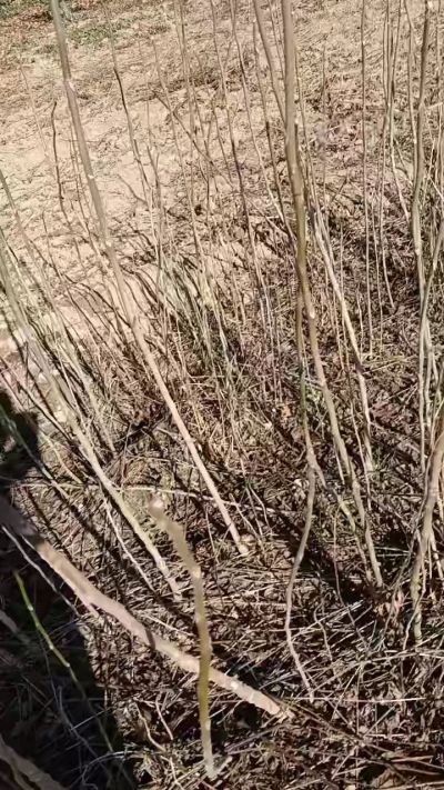 出售臭椿苗，巨峰葡萄苗。药用连翘苗，科研五号优质种苗，2/5年苗，药用连翘树，挂果树，全国包邮到家！财富密码18534302961