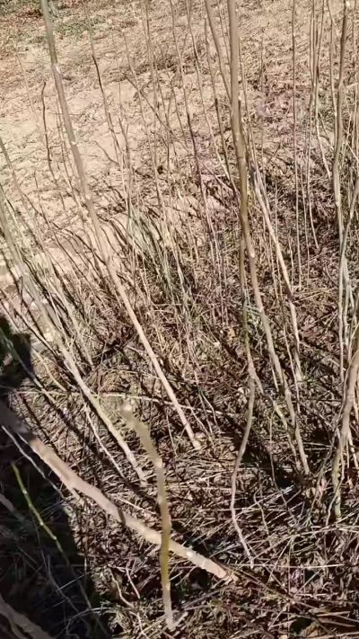 出售臭椿苗，巨峰葡萄苗。药用连翘苗，科研五号优质种苗，2/5年苗，药用连翘树，挂果树，全国包邮到家！财富密码18534302961