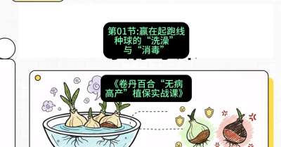 第01节：赢在起跑线&mdash;&mdash;种球的&ldquo;洗澡&rdquo;与&ldquo;消毒&rdquo;，课程：《卷丹百合&ldquo;无病高产&rdquo;植保实战课》#识农AI