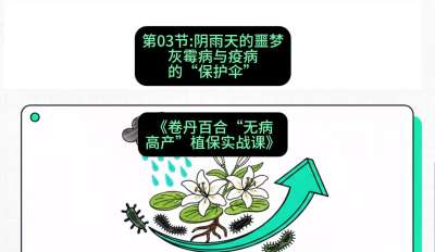 第03节：阴雨天的噩梦&mdash;&mdash;灰霉病与疫病的&ldquo;保护伞&rdquo;，课程：《卷丹百合&ldquo;无病高产&rdquo;植保实战课》#识农AI