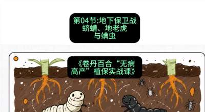 第04节：地下保卫战&mdash;&mdash;蛴螬、地老虎与螨虫 ，课程：《卷丹百合&ldquo;无病高产&rdquo;植保实战课》#识农AI