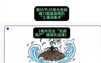 第05节：烂根也是病&mdash;&mdash;镰刀菌基腐病的&ldquo;土壤消毒术&rdquo; ，课程：《卷丹百合&ldquo;无病高产&rdquo;植保实战课》#识农AI