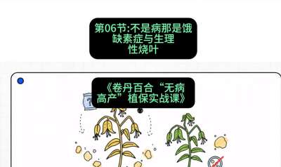 第06节：不是病那是饿&mdash;&mdash;缺素症与生理性烧叶 ，课程：《卷丹百合&ldquo;无病高产&rdquo;植保实战课》#识农AI