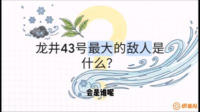 第04节：龙井双璧&mdash;&mdash;龙井43与群体种的差异化护养（重点），课程：《茗茶卫士&mdash;&mdash;茶叶病虫害绿色防控实战课》#识农AI