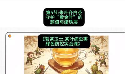 第05节：朱叶齐白茶&mdash;&mdash;守护&ldquo;黄金叶&rdquo;的颜值与蜡质层（重点），课程：《茗茶卫士&mdash;&mdash;茶叶病虫害绿色防控实战课》#识农AI