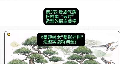 第05节：贵族气质&mdash;&mdash;松柏类&ldquo;云片&rdquo;造型的层次美学，课程：《景观树木&ldquo;整形外科&rdquo;造型实战特训营》#识农AI