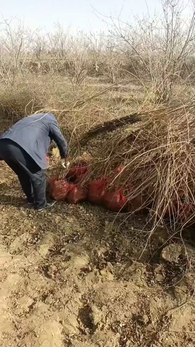 出售药用连翘苗，科研五号优质种苗，2/5年苗，药用连翘树，挂果树，全国包邮到家！财富密码18534302961出售药用连翘苗，科研五号优质种苗，2/5年苗，药用连翘树，挂果树，全国包邮到家！财富密码1