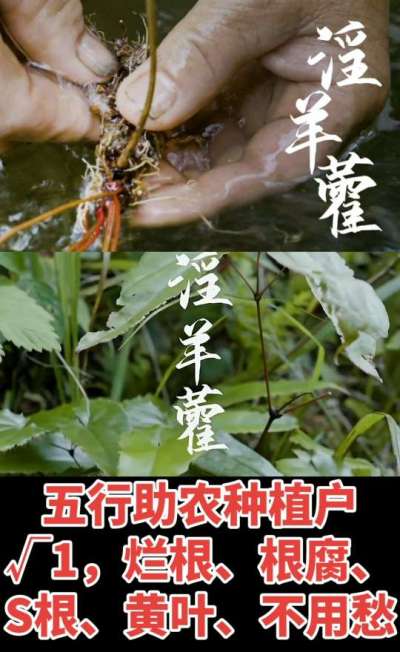 177，1907，0725，V 同号
1  老乡们！种淫羊藿不用乱买肥，咱这款专用肥，针对淫羊藿习性配的，壮苗防烂根，采收多卖钱，用过都回头！
2  咱种淫羊藿图的就是省心高产！专用肥薄肥勤施，苗不烧