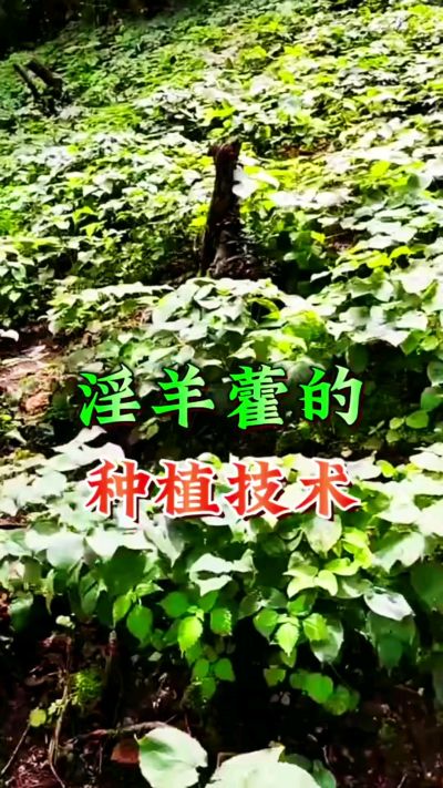 揭秘&ldquo;仙草&rdquo;淫羊藿的种植密码！耐严寒耐贫瘠，林下套种不占耕地，管理简单还能套种其他作物，一亩地的投入两亩地的收益～ 想返乡创业的赶紧码住！ #淫羊藿种植技术 #返乡创业项目 #药材种植指南 #农业新风