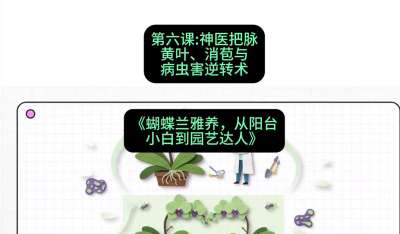 第六节：神医把脉：黄叶、消苞与病虫害逆转术，课程：《蝴蝶兰雅养六讲：从阳台小白到园艺达人》#识农AI