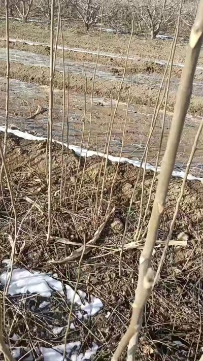 出售臭椿苗，巨峰葡萄苗。药用连翘苗，科研五号优质种苗，2/5年苗，药用连翘树，挂果树，全国包邮到家！财富密码18534302961