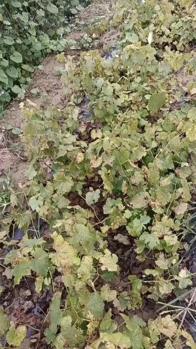 出售巨峰葡萄苗。药用连翘苗，科研五号优质种苗，2/5年苗，药用连翘树，挂果树，全国包邮到家！财富密码18534302961