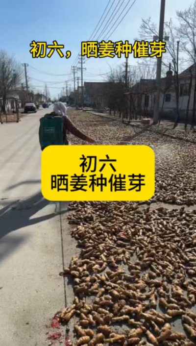 大年初六，晒姜种催芽