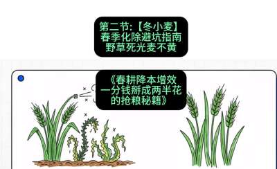 第二节：【冬小麦】春季化除避坑指南，野草死光麦不黄