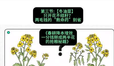 第三节：【冬油菜】只开花不结籽？两毛钱的&ldquo;救命药&rdquo;别省