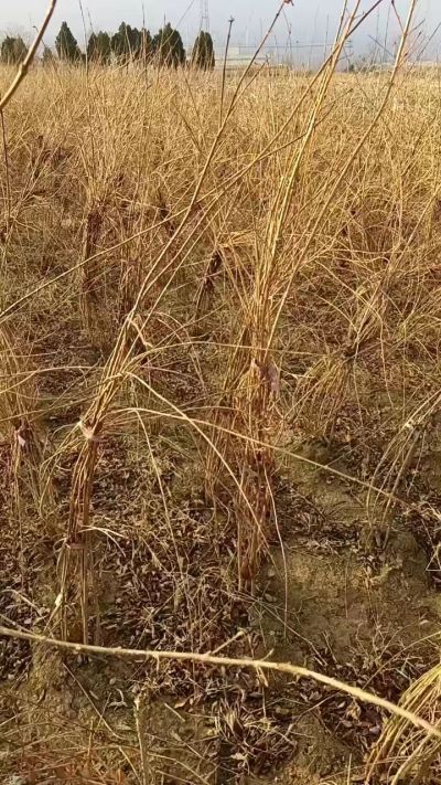 出售药用连翘苗，科研五号优质种苗，2/5年苗，药用连翘树，挂果树，全国包邮到家！财富密码18534302961出售药用连翘苗，科研五号优质种苗，2/5年苗，药用连翘树，挂果树，全国包邮到家！财富密码1