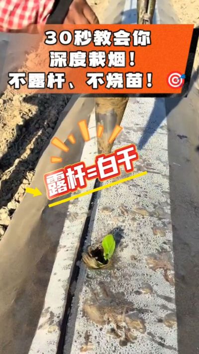 这个栽法太关键了！深栽是烤烟成活的根本，亲测有效！