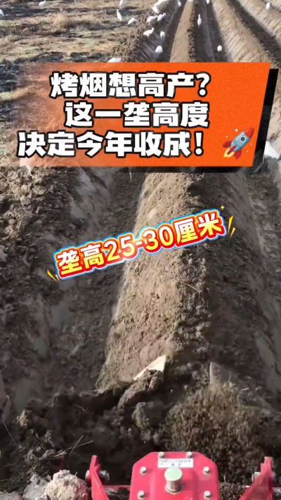 想让烤烟高产，就得从细节抓起。分享一点实打实的干货，只为帮大家少走弯路，种出好烟叶！🌱👍