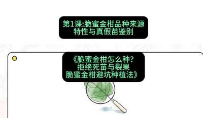 第1节：脆蜜金柑品种来源、特性与真假苗鉴别，课程：《脆蜜金柑怎么种？拒绝死苗与裂果，脆蜜金柑8步避坑种植法》#识农AI