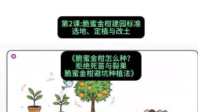 第2节：脆蜜金柑建园标准：选地、定植与改土，课程：《脆蜜金柑怎么种？拒绝死苗与裂果，脆蜜金柑8步避坑种植法》#识农AI